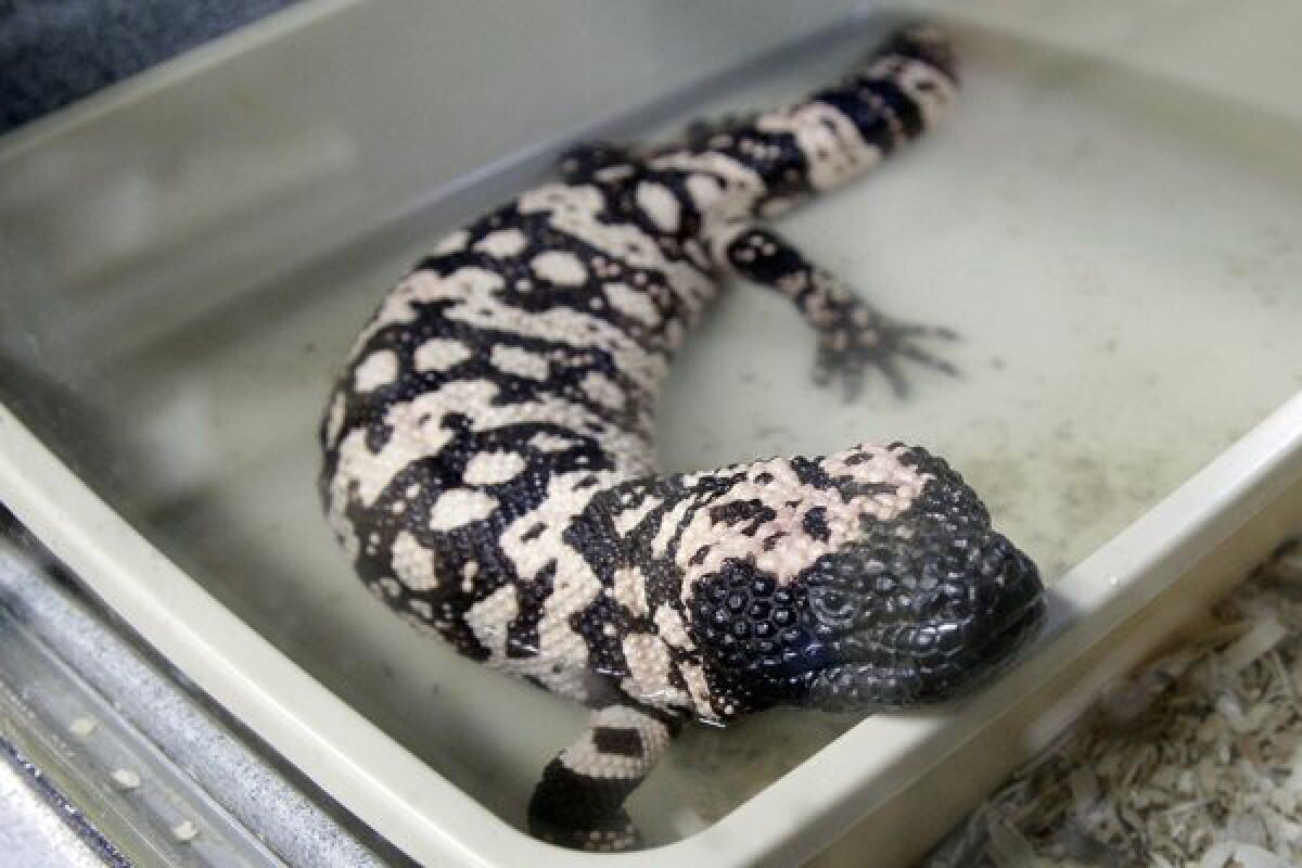 A Gila monster rests in a small tub in Brocketts Film Fauna in Thousand Oaks.