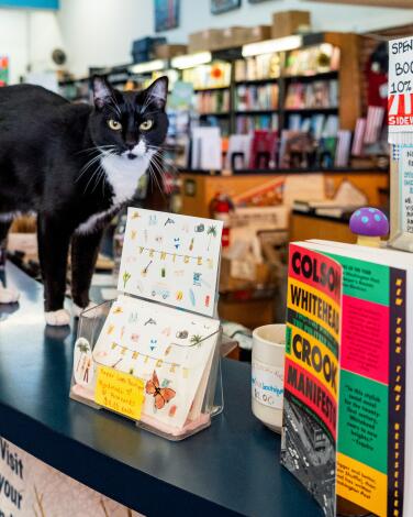 A black-and-white cat on the counter of Small World Books