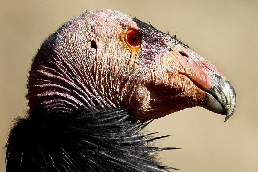 Almiyi, a California condor like the bird in this file photo, has cancer and is being treated at the San Diego Zoo Safari Park.