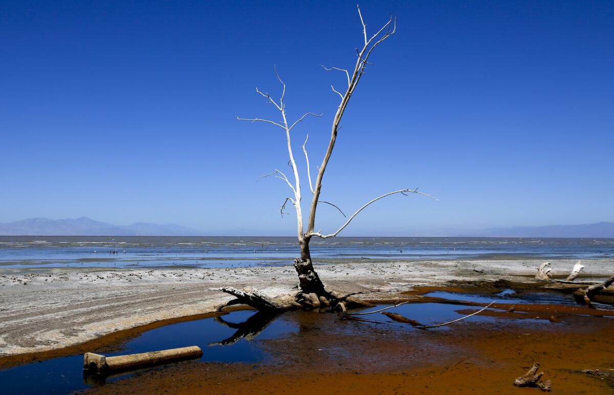 Along the receding shoreline of the Salton Sea, debris and dead fish are plentiful.