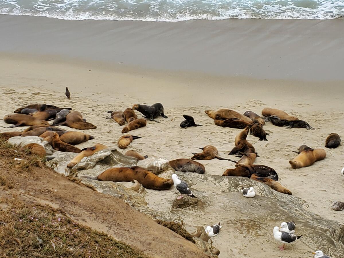 Sea lions haul out on Boomer Beach next to Point La Jolla.
