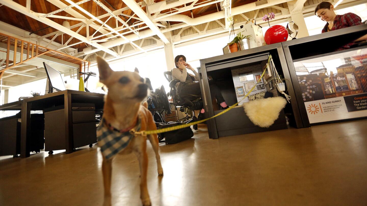 Dog friendly offices become more mainstream