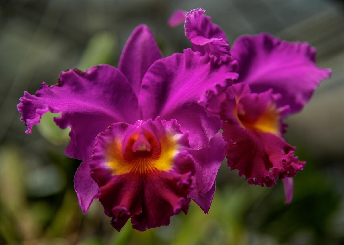 A colorful Cattleya South Esk 'Catherine' orchid.