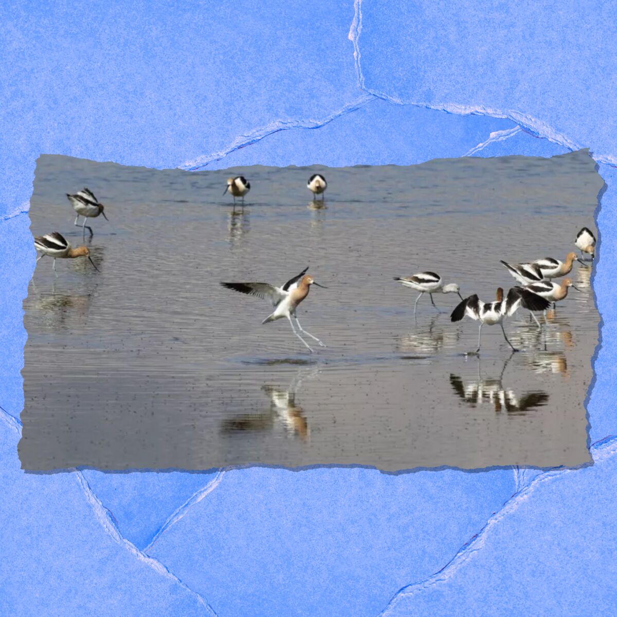 Birds with distinctive black and white feathers are shown in shallow water.