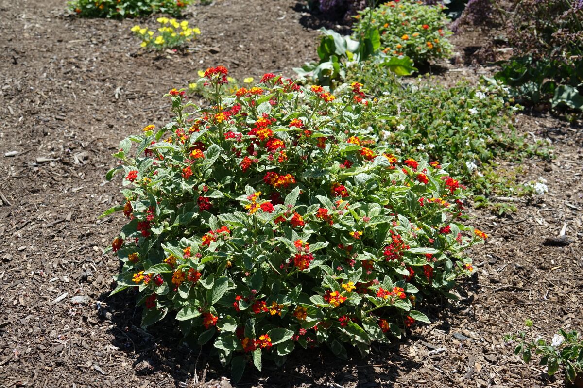 Lantana ‘Radiation’: This shrub will grow 3 to 6 feet tall and has small, dark green leaves with orange and red flowers.