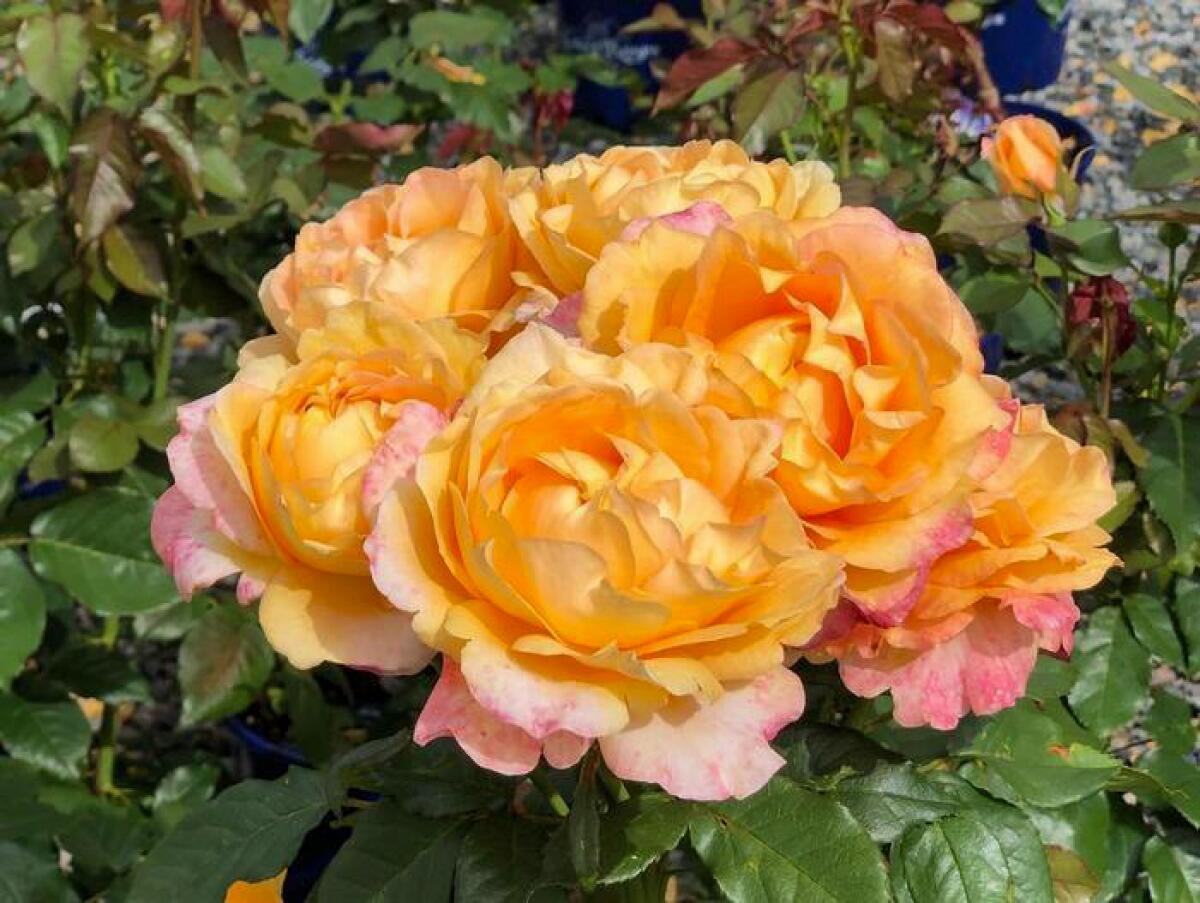 Maui Sunrise is a highly fragrant hybrid tea rose that does well in hot climates, and once established needs little water.