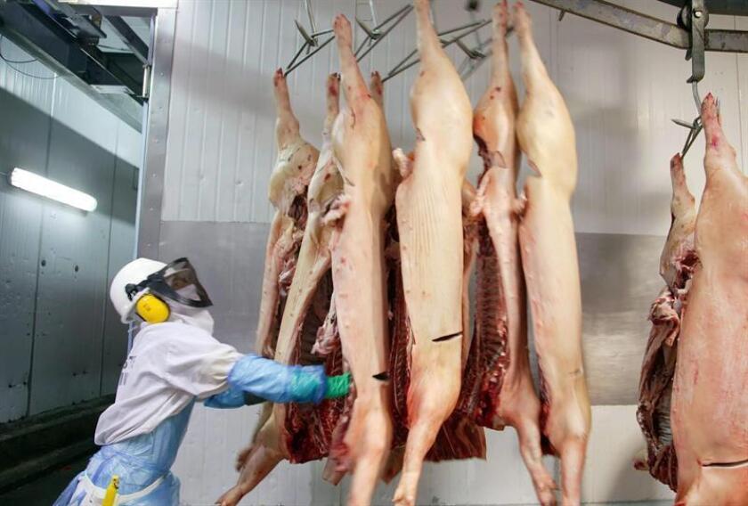 Hasta el momento doce empresas mexicanas han iniciado gestiones para importar carne de cerdo de países que integran la Unión Europea, principalmente Alemania, Dinamarca y España. EFE/Archivo