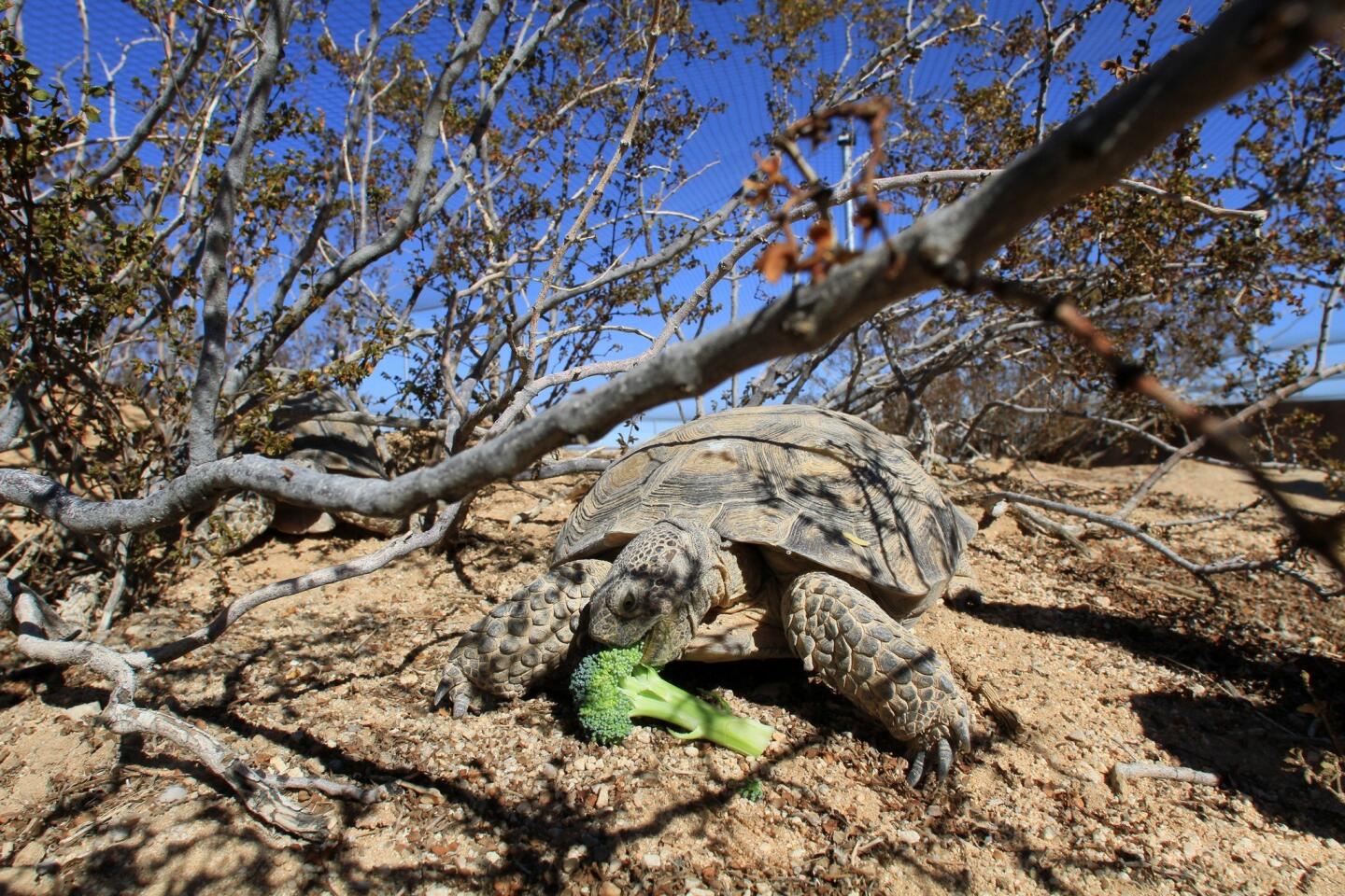 A desert tortoise munches on broccoli at the Desert Tortoise Head-Start Facility in Twentynine Palms, a partnership between the Marine Corps and UCLA designed to protect the endangered species.