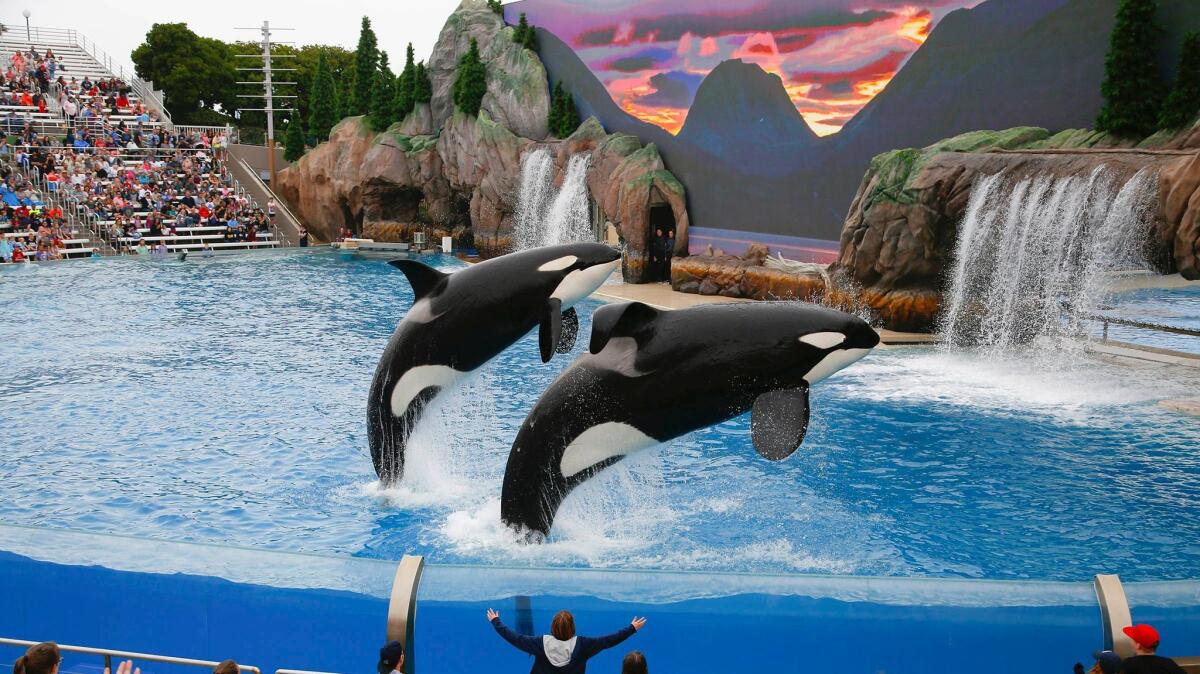 File photo of SeaWorld San Diego Orca Encounter