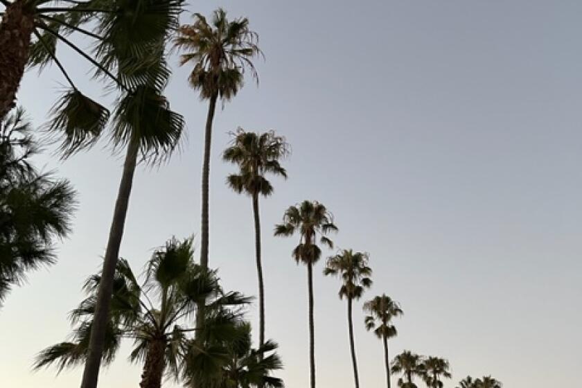 Towering palms reach toward the evening sky.