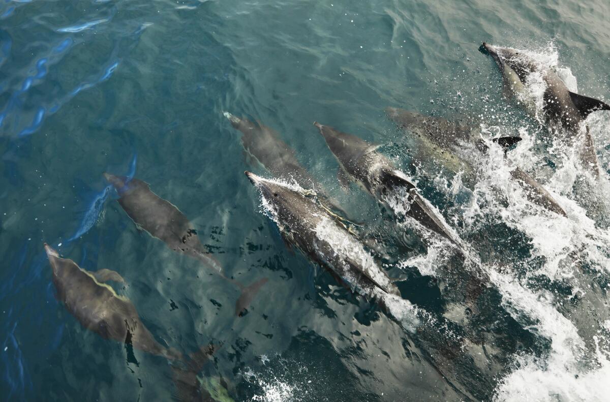 A pod of over 500 common dolphins swims off of Newport Beach on Thursday.