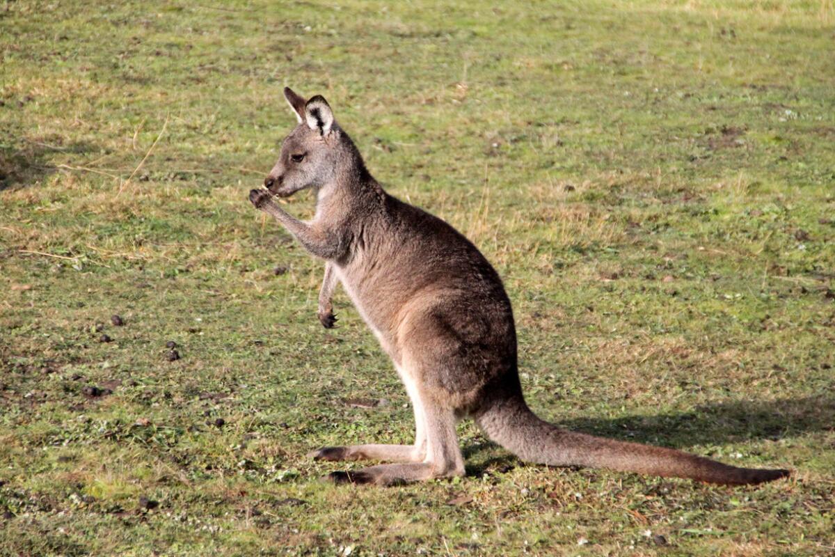 An Eastern gray kangaroo manipulating food with one forelimb. A new study finds most kangaroos are left handed.