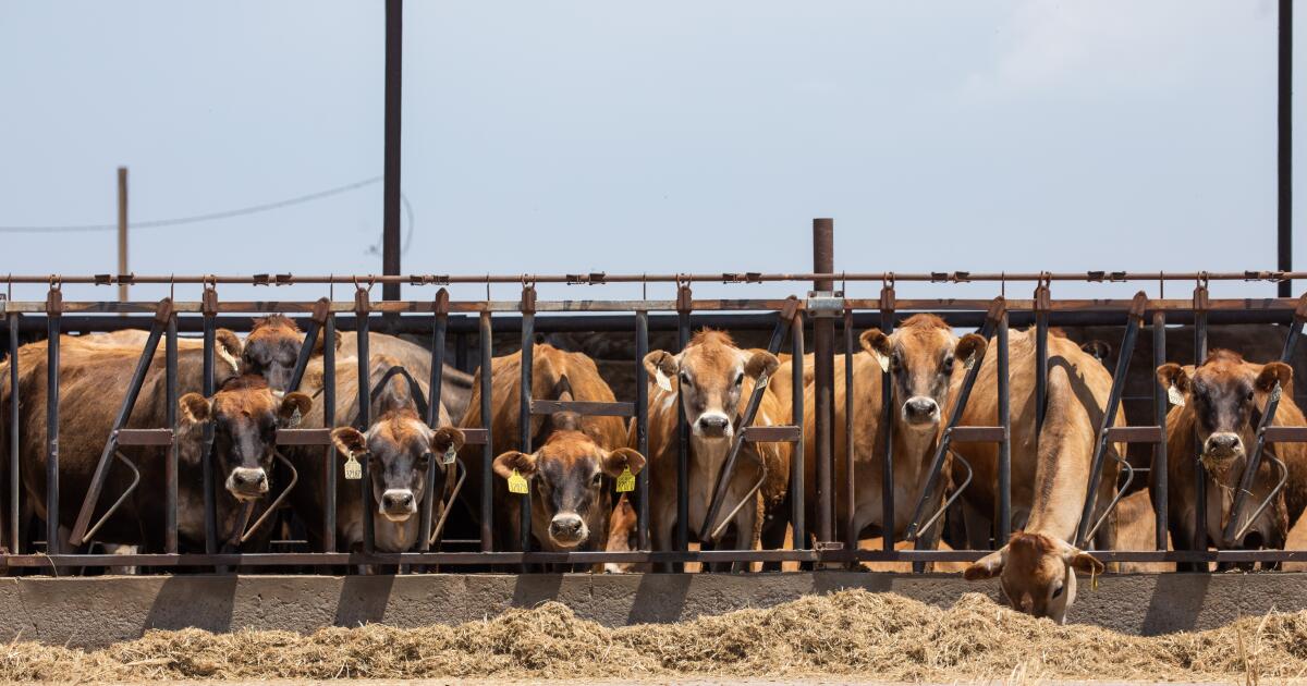 Why some people think California’s cow manure methane plan stinks