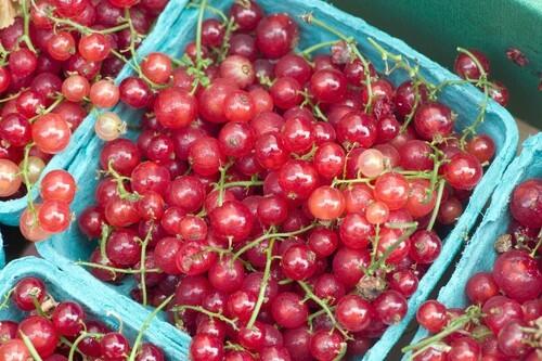 Red currants