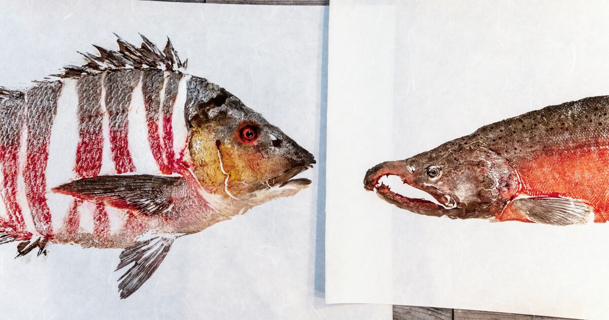 He captures the essence of the day’s catch using the ancient art of ‘gyotaku’