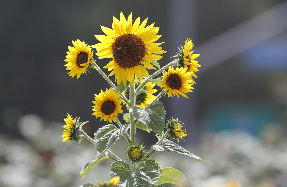 Sunflowers in the "gold rush" variety on the Sakioka family fields in Costa Mesa. 