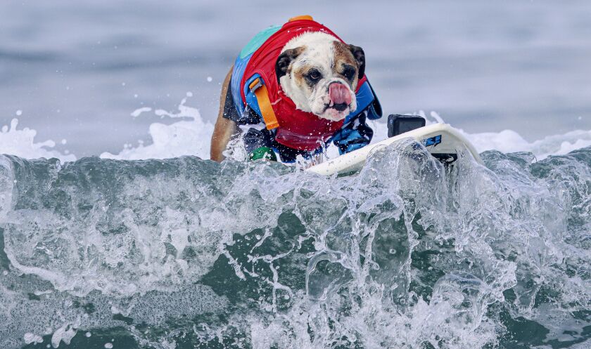 Rothstein, the Bulldog, surfs a wave during the Helen Woodward Animal Center's 17th annual Surf Dog Surf-a-Thon at Dog Beach in Del Mar on Sunday, September 18, 2022. The Surf-a-thon features the longest running doggie surf competition and raises funds for orphan pets at Helen Woodward Animal Center.