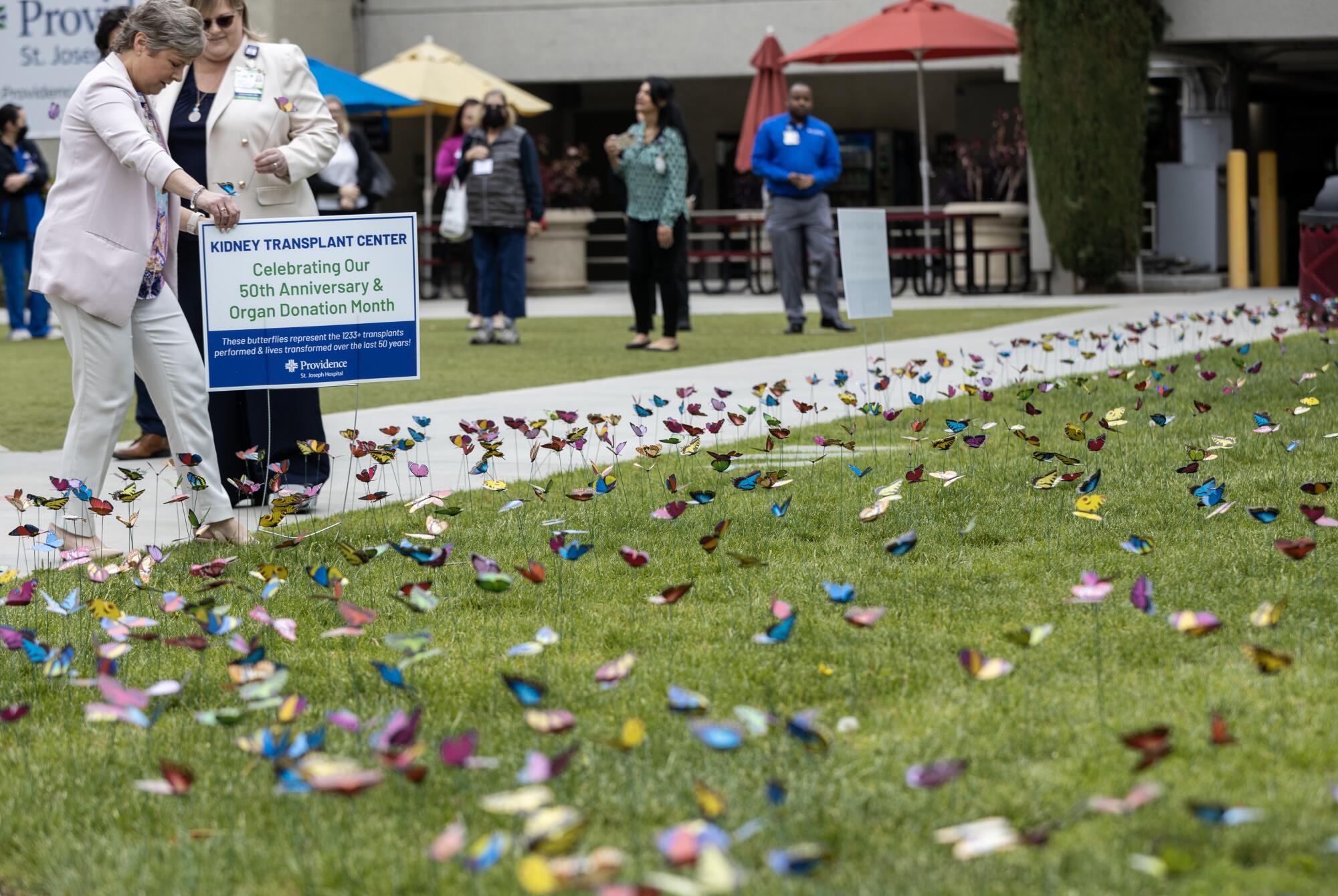 A display of crafted butterflies on a lawn by a sign reading "Kidney Transplant Center."