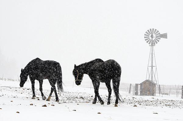 Horses