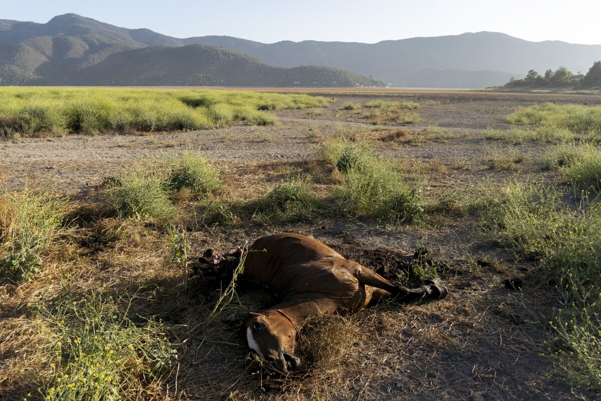 A dead horse lies on the dried lakebed of the Aculeo Lagoon in Paine, Chile