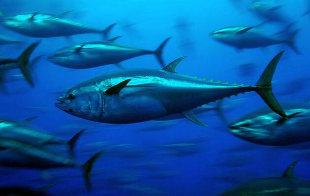 Pacific bluefin spawns in the waters between the Philippines and southern Japan, then migrates more than 6,000 miles to Baja California. It is closely related to the Atlantic bluefin.
