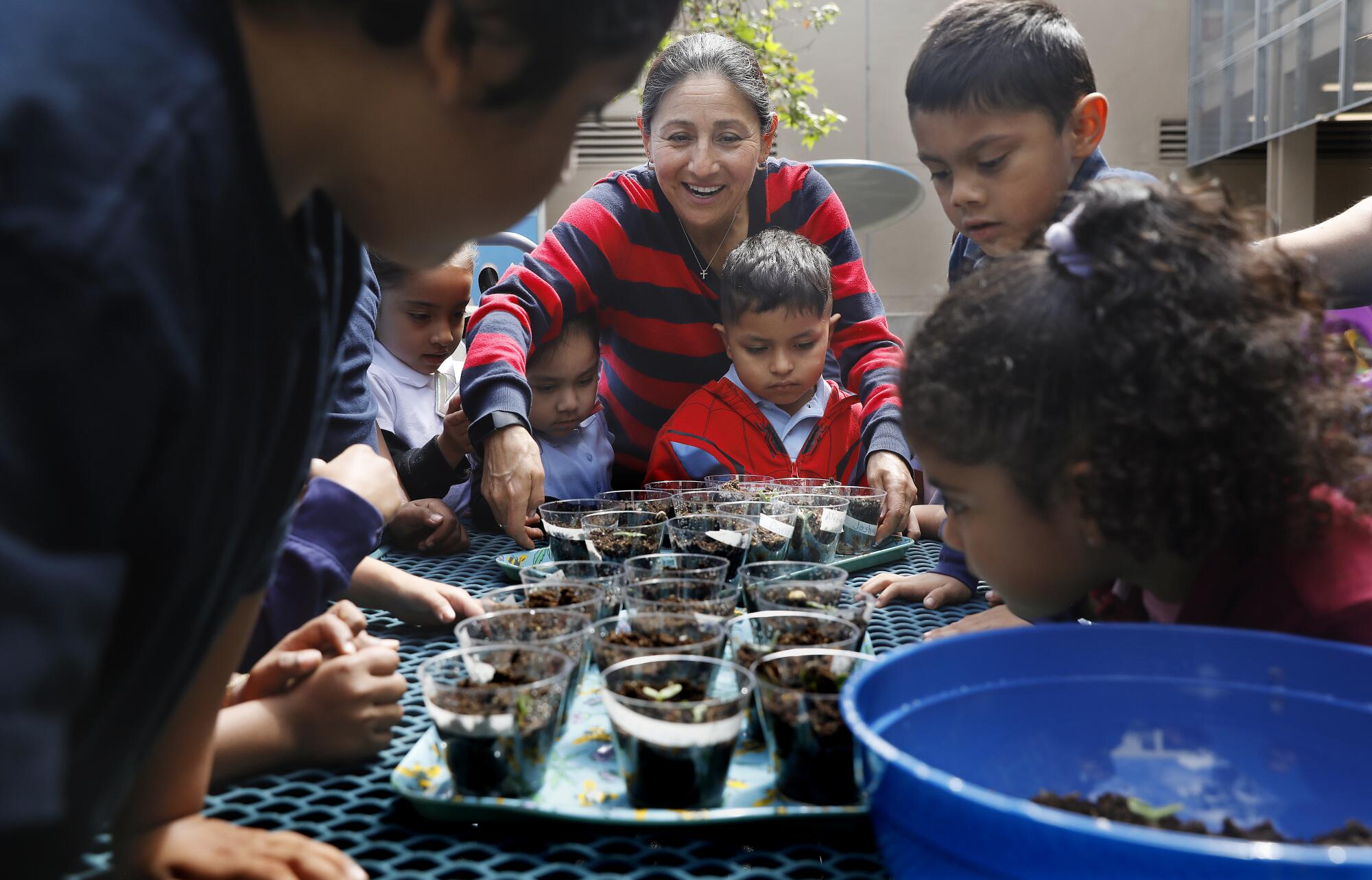 A teacher and small children with seedlings sprouted in plastic cups.