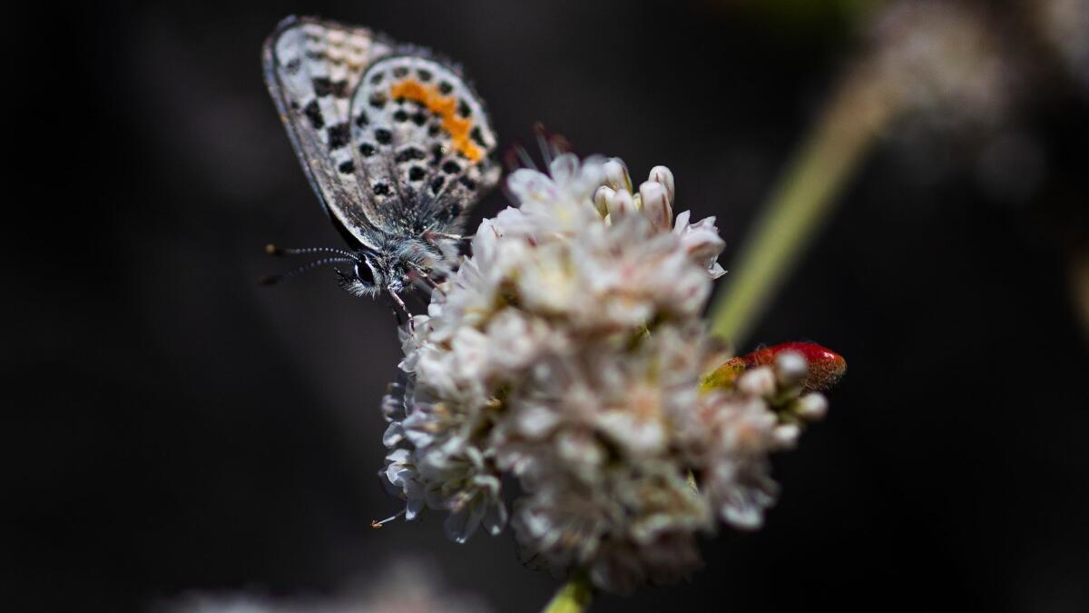 An endangered El Segundo blue butterfly pollinates a sea-cliff buckwheat plant at Miramar Park in Redondo Beach.