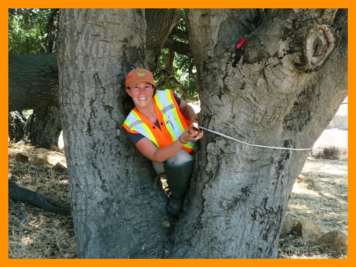 A person in a reflective vest stands between tree trunks, with a string around one of them.