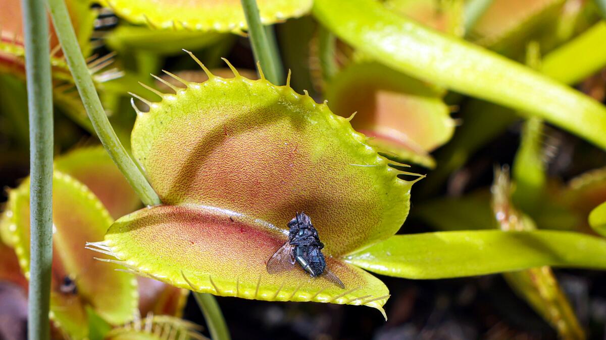 Mosquito problem? Add these plants to your garden. - Los Angeles Times