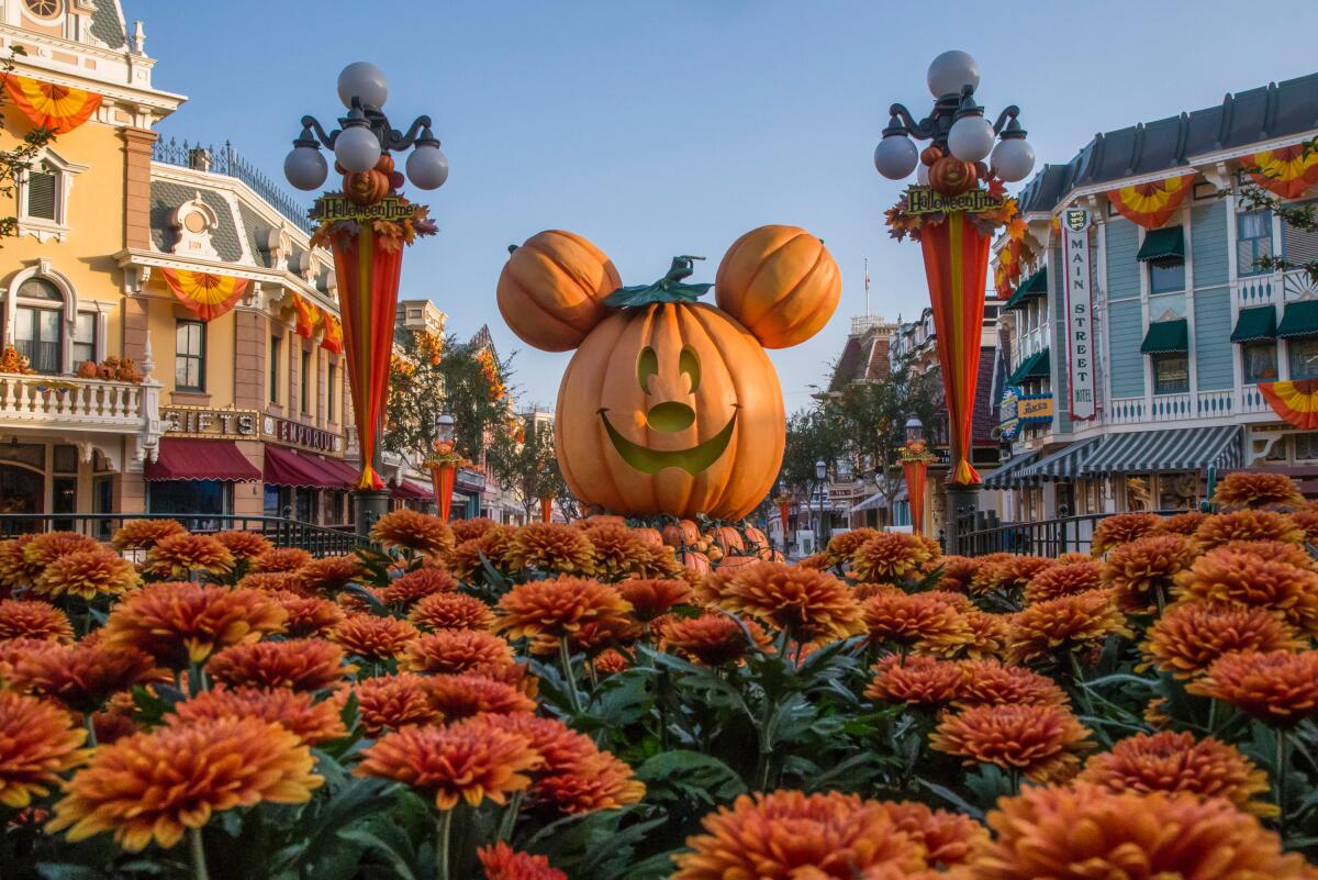 A giant Mickey Mouse pumpkin on Main Street, USA, behind rows of orange chrysanthemums.