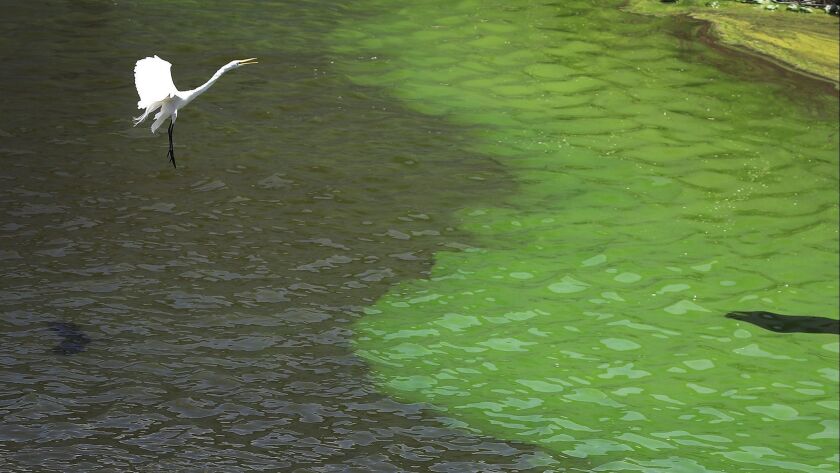 A crane flies over an algae bloom on Lake Okeechobee in Florida.