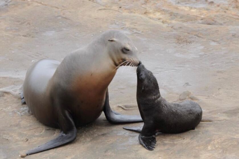 A mother sea lion and her pup spend some time in La Jolla.