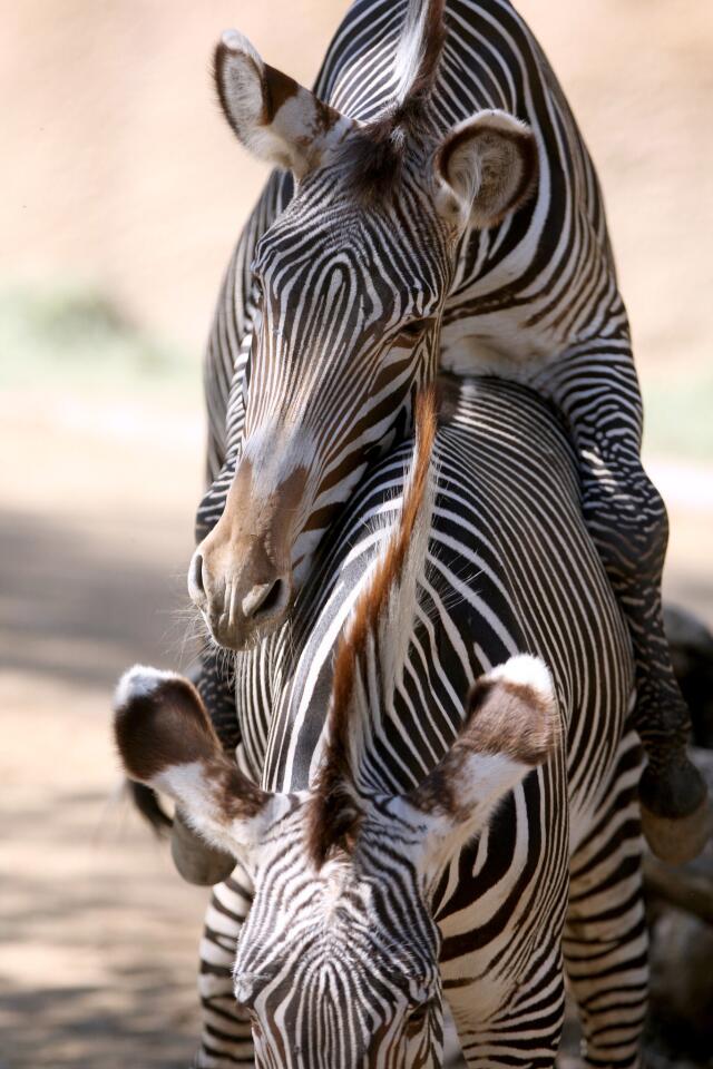 Photo Gallery: New breeding group of Grevy's zebras on display now at the L.A. Zoo