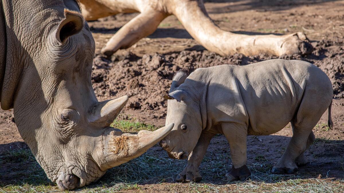 New rhino mom could play role in saving near-extinct subspecies - The San  Diego Union-Tribune