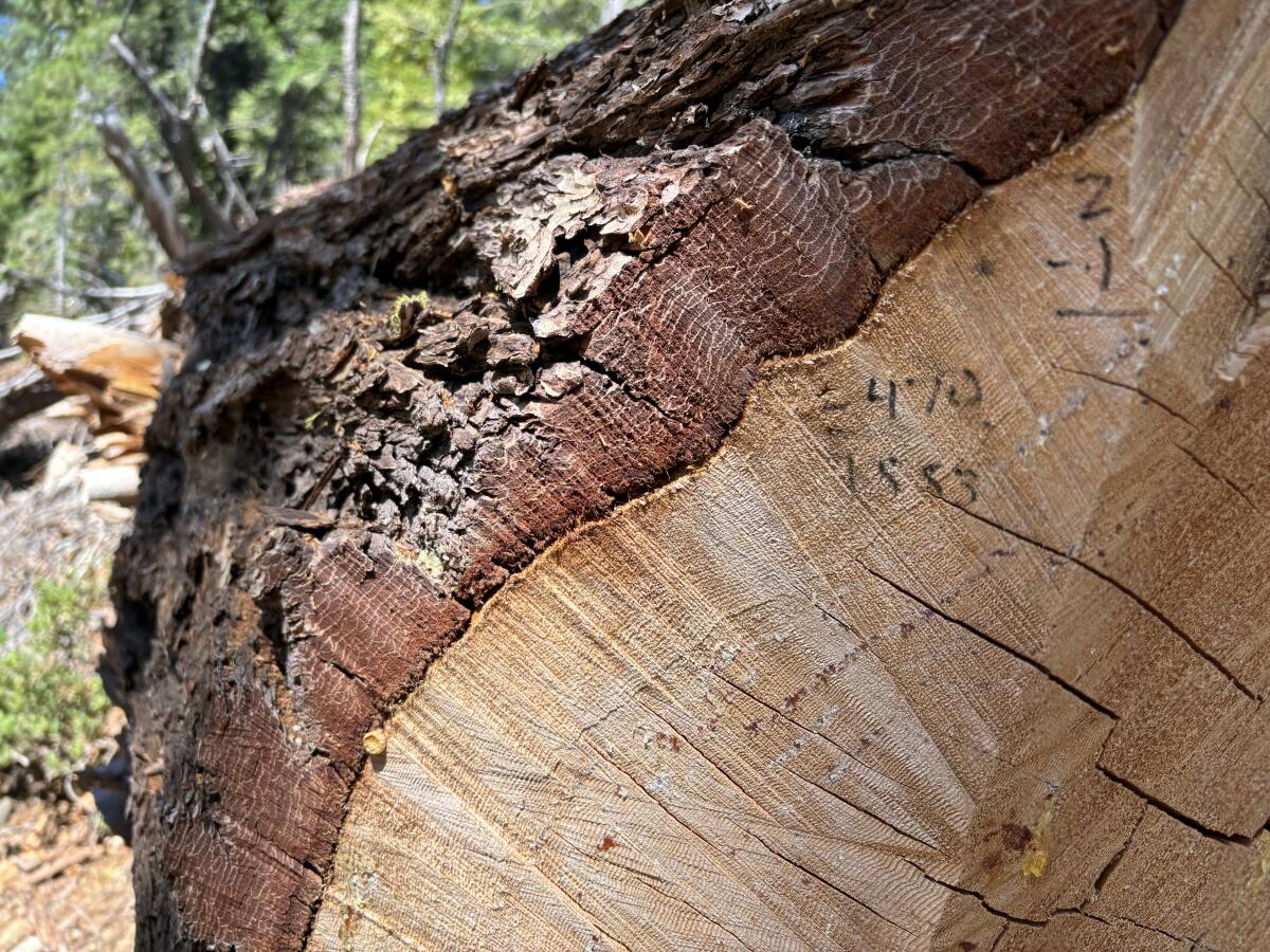 A felled tree is labeled "470 / 1553," seemingly indicating that it started growing half a millennium ago.