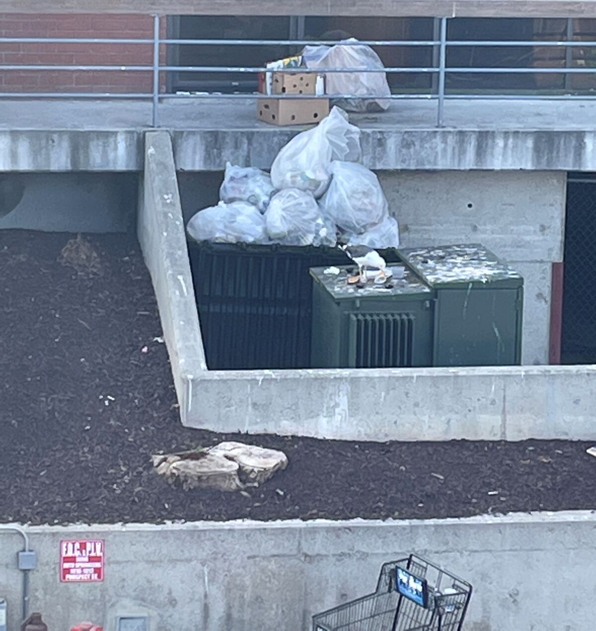 The seagull may be enjoying it, but John Sexton says food and garbage left out like this is trashing Coast Boulevard South.