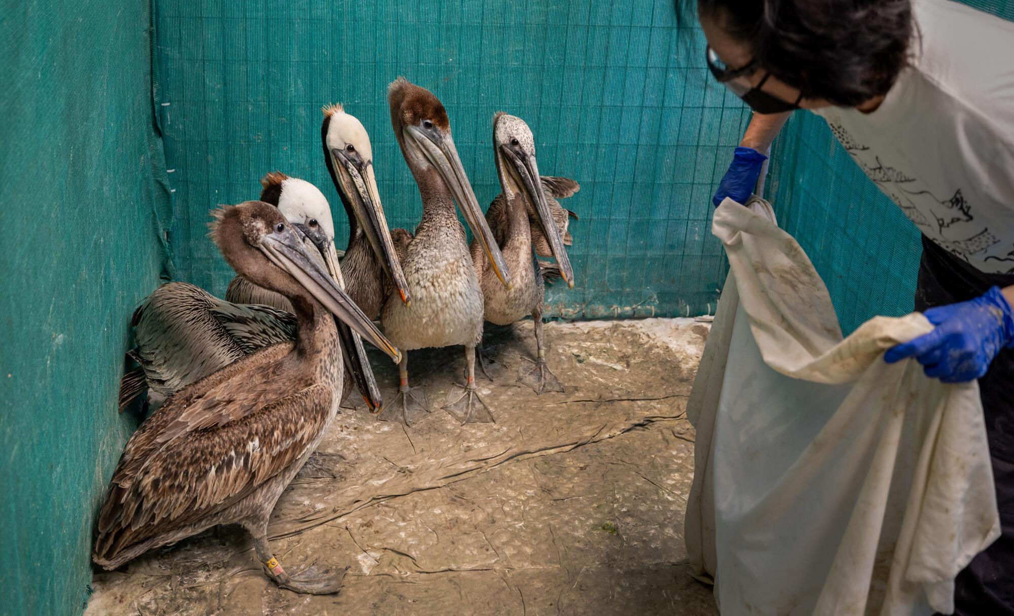 A woman cares for a pen full of sick Brown pelicans at the Wetlands and Wildlife Care Center in Huntington Beach.