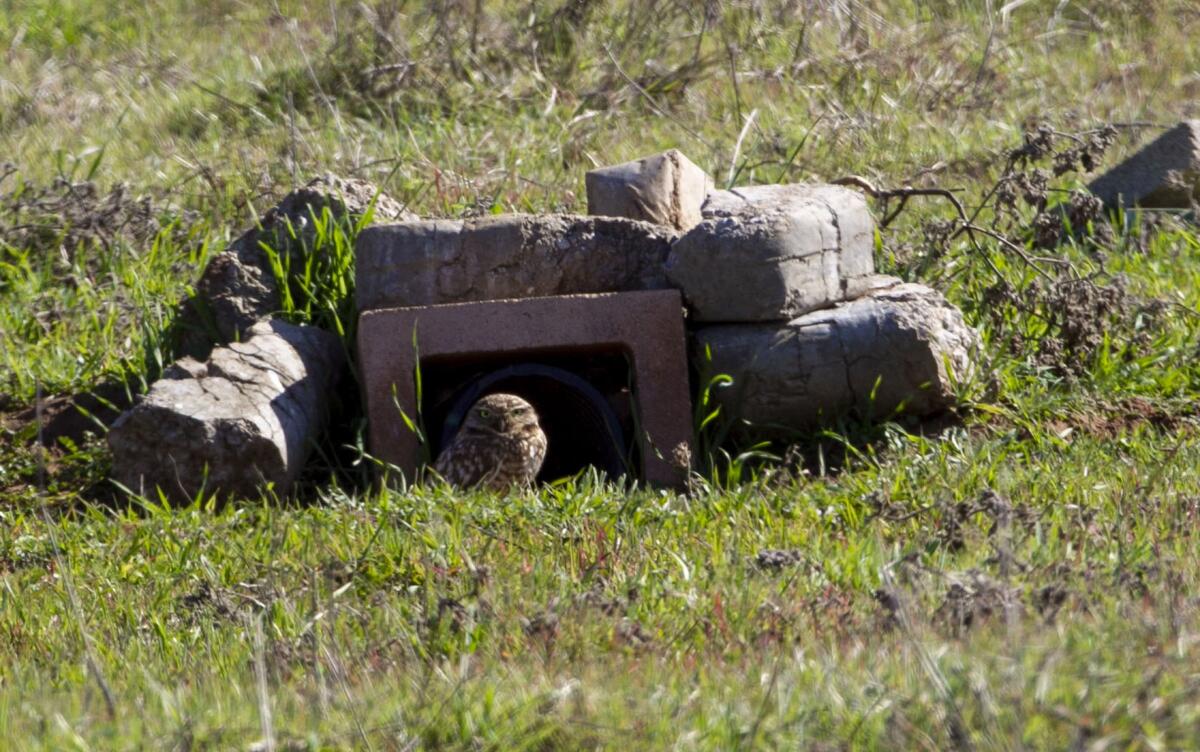 A burrowing owl sat outside of the entrance to its tunnel at the Rancho Jamul Ecological Reserve on Wednesday, January 29, 2020.