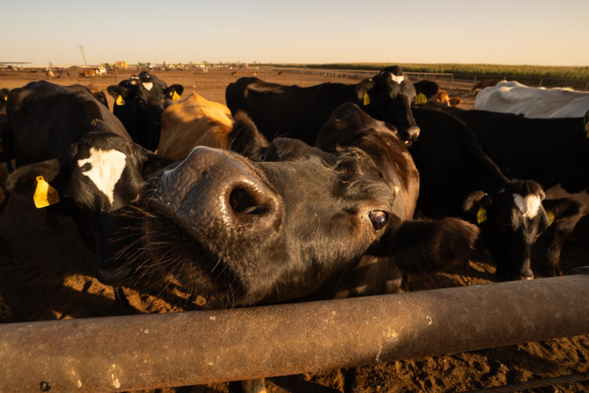 Sapi perah yang sehat berjemur di bawah sinar matahari pagi di Mendonsa Farms di Tipton, California.