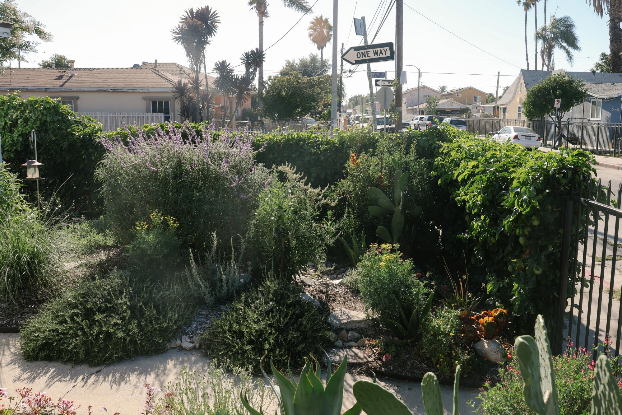 Stephen Reid's vibrant, lush front yard.