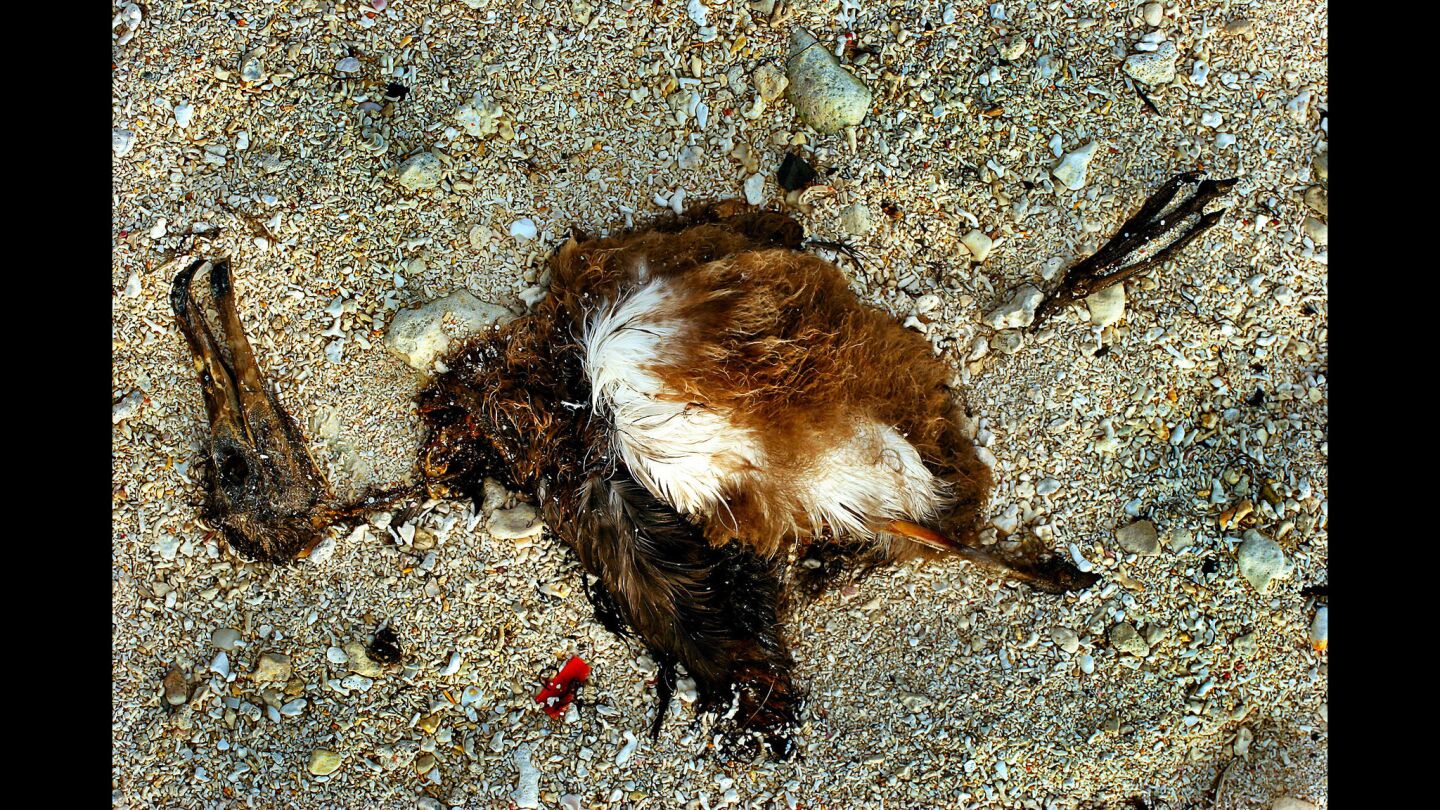 A dead juvenile albatross in the sands of Midway Atoll. More than 2 million birds nest on Midway Atoll's cluster of islands every year, including 1.1 million laysan albatross and black-footed albatross.