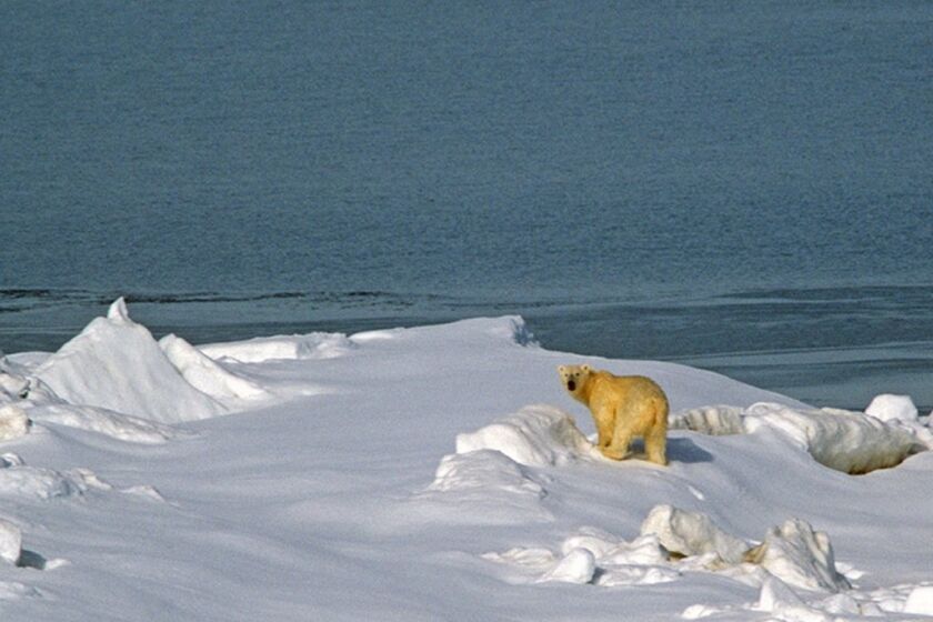 A warming climate means less Arctic ice and less opportunity for polar bears to hunt. A new study predicts that climate change could cause as many as one in six species to become extinct.