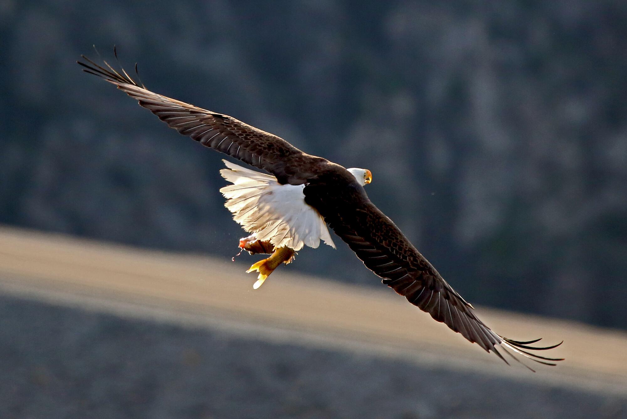 Adult bald eagle flying