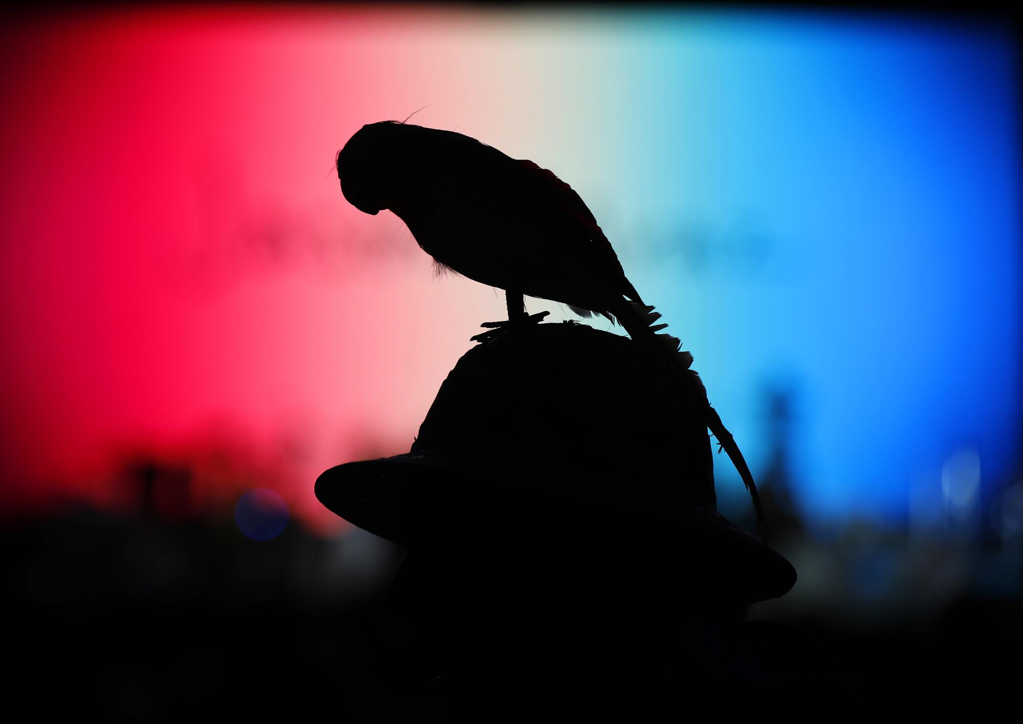 A fan walks walks around with a fake parrot on his hat at the Jimmy Buffett concert.