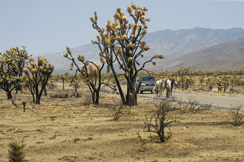 CIMA, CA - SEPTEMBER 01: Mike Ice, from National Park Service, walks with his escaped horses on Cima Road surrounded by charred Joshua trees. The Dome fire, one of the hundreds of wildfires that erupted during California's lightning siege, scorched 43,000 acres in the Mojave National Preserve, incinerating parts of the world's largest Joshua tree forest Mojave National Preserve on Tuesday, Sept. 1, 2020 in Cima, CA. (Irfan Khan / Los Angeles Times)