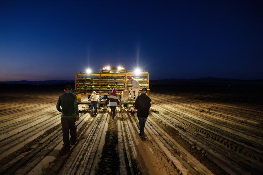 Night time farm workers are back planting seedlings to beat the October 100 degree temperatures in Thermal.