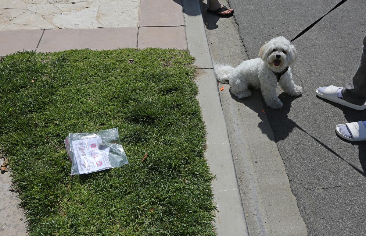 A neighbor walking his dog Tuesday stops to see a white supremacist flyer left on the lawn of home in Newport Beach.