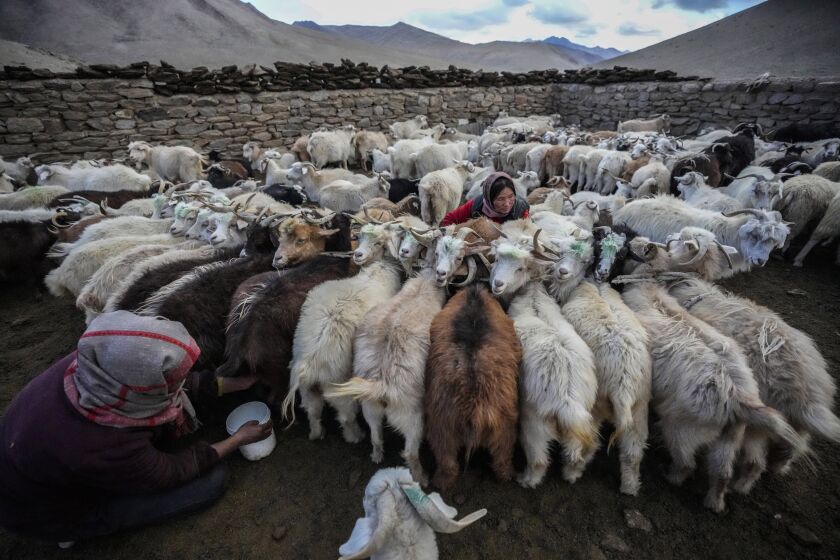 Mujeres nómadas ordeñan a sus cabras del Himalaya que producen lana de cachemira, el sábado 17 de septiembre de 2022, en la remota aldea de Kharnak, región de Ladakh, India. (AP Foto/Mukhtar Khan)