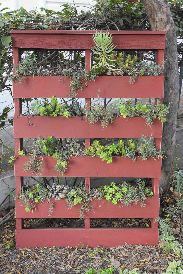 A wooden palate planter is part of the manicured Goin Native Therapeutic Gardens in the Los Rios district of San Juan Capistrano.