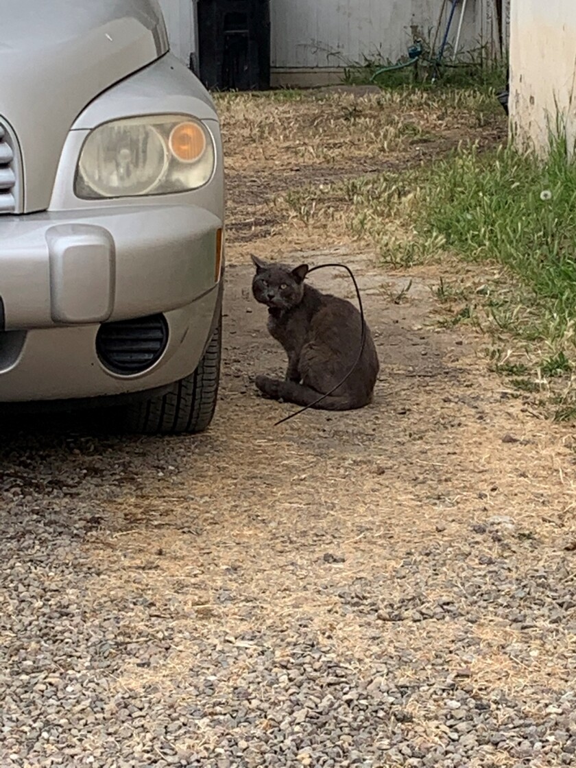 Russian Blue cat with zip tie around its neck